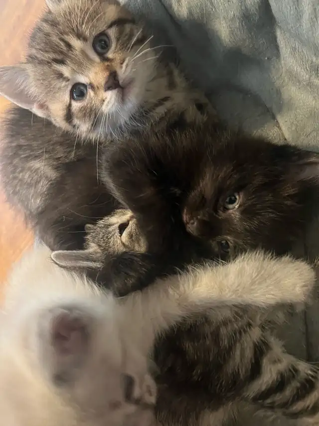 3 beautiful kittens for sale - Photo 5