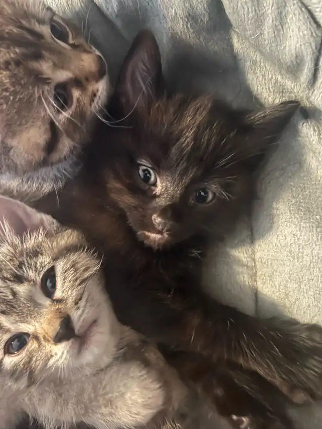 3 beautiful kittens for sale - Photo 6