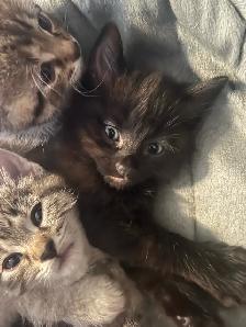 3 beautiful kittens for sale - Photo 6