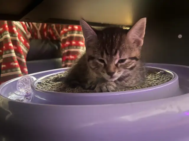 3 beautiful kittens for sale - Photo 7