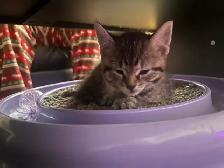 3 beautiful kittens for sale - Photo 7