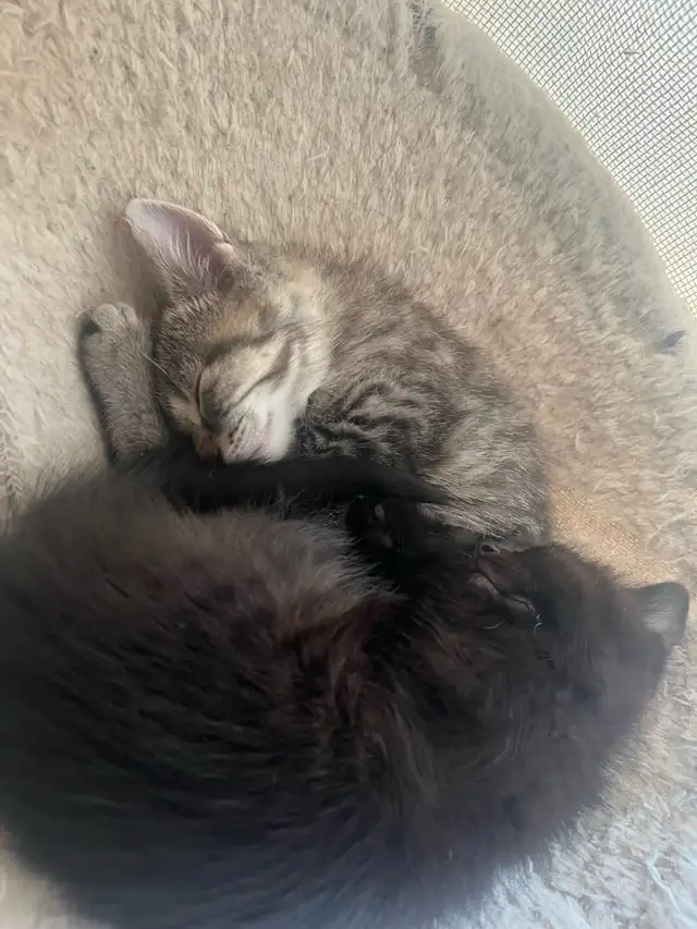 3 beautiful kittens for sale - Photo 8