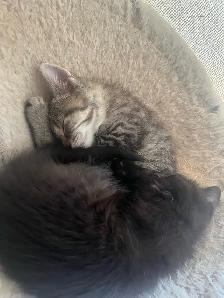 3 beautiful kittens for sale - Photo 8