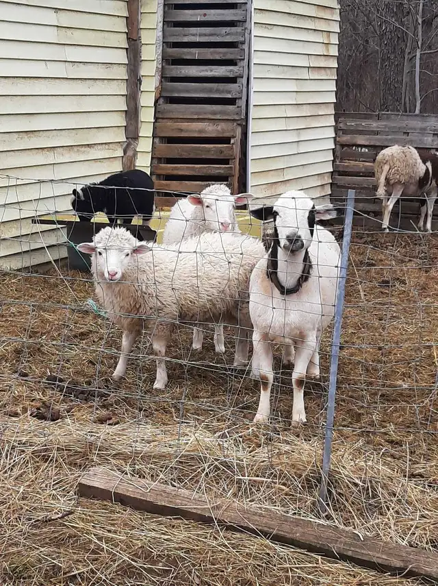 small flock of sheep for sale