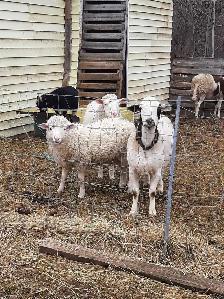 small flock of sheep for sale