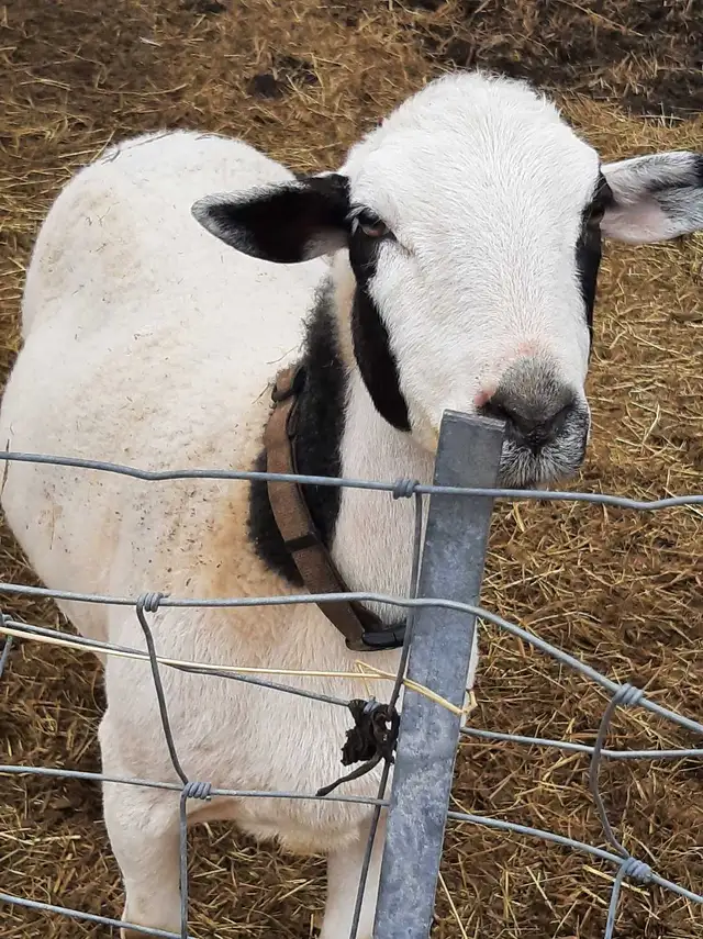 small flock of sheep for sale - Photo 2
