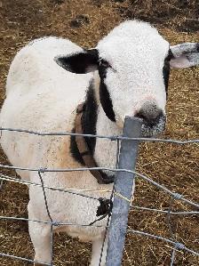 small flock of sheep for sale - Photo 2