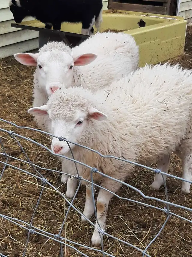 small flock of sheep for sale - Photo 3