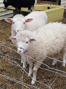 small flock of sheep for sale - Photo 3