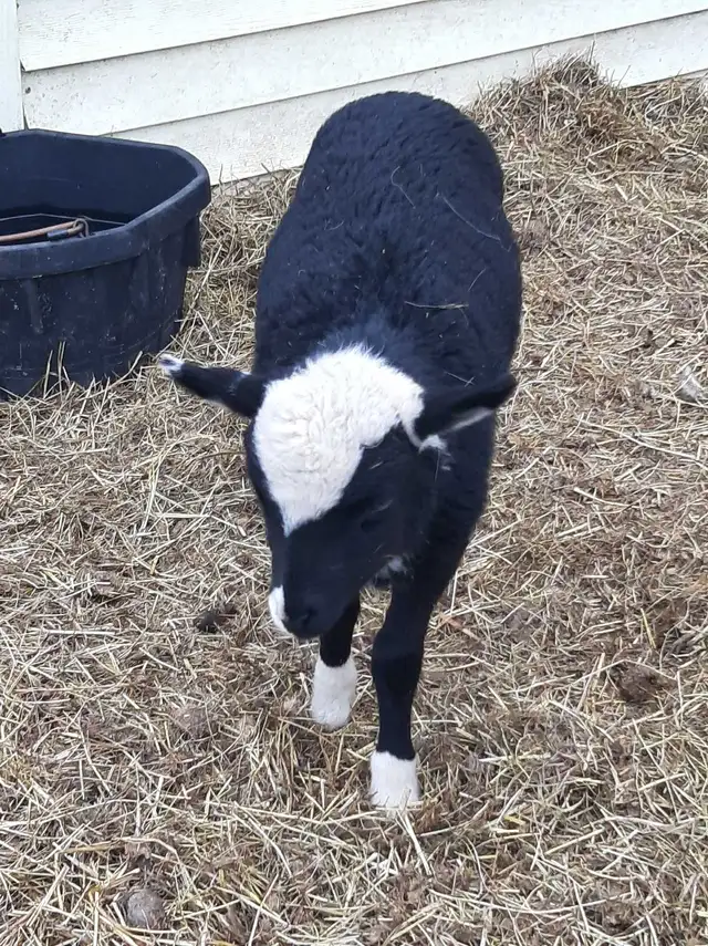 small flock of sheep for sale - Photo 4