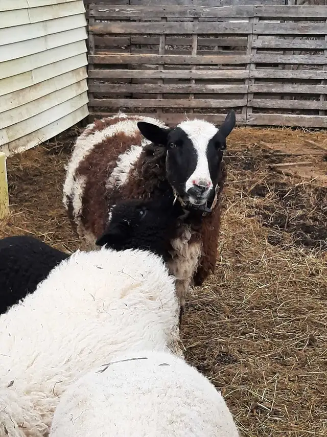 small flock of sheep for sale - Photo 5