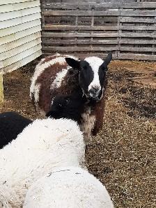 small flock of sheep for sale - Photo 5