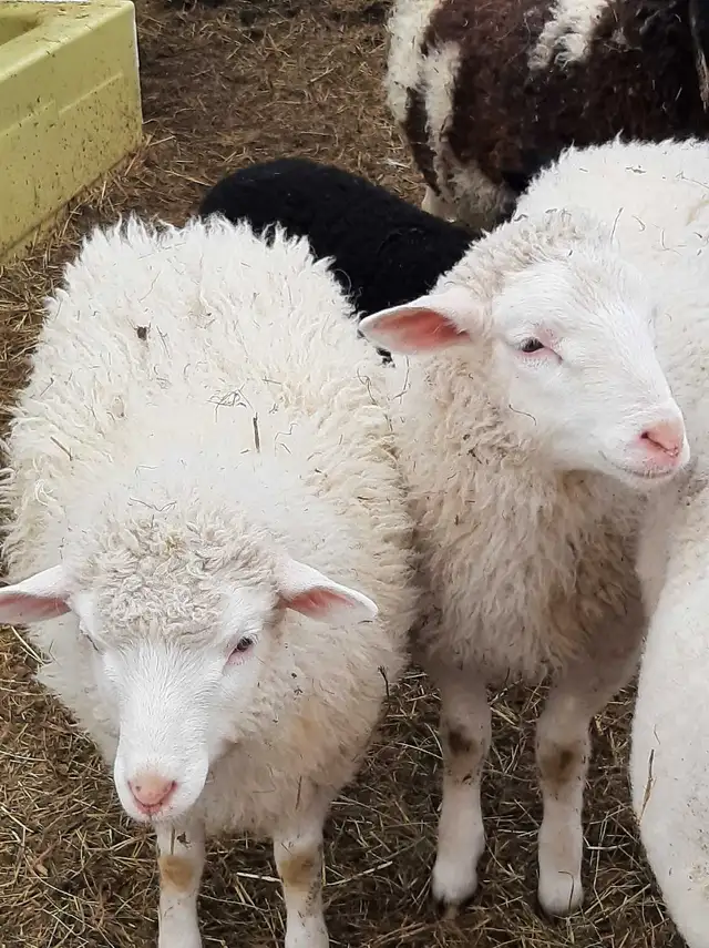 small flock of sheep for sale - Photo 6