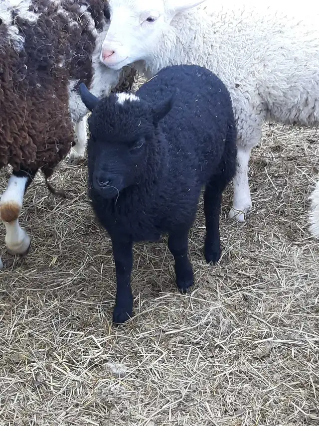 small flock of sheep for sale - Photo 7