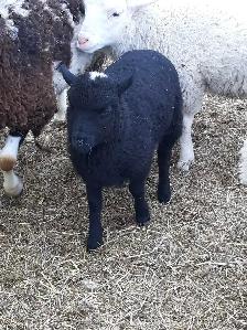 small flock of sheep for sale - Photo 7