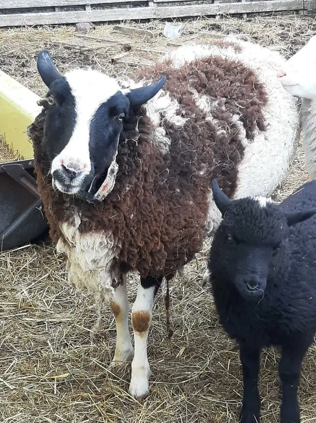 small flock of sheep for sale - Photo 8