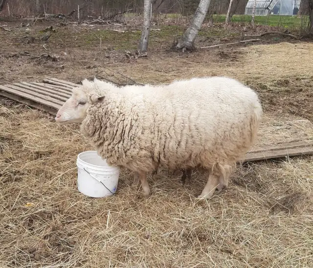 small flock of sheep for sale - Photo 10