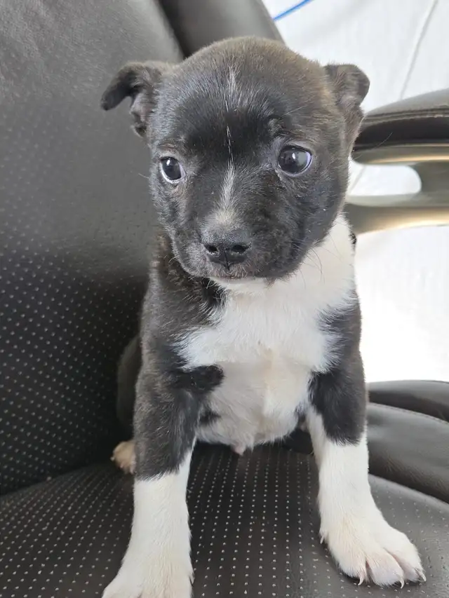 BoJack male puppy - Photo 2