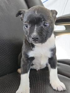 BoJack male puppy - Photo 2