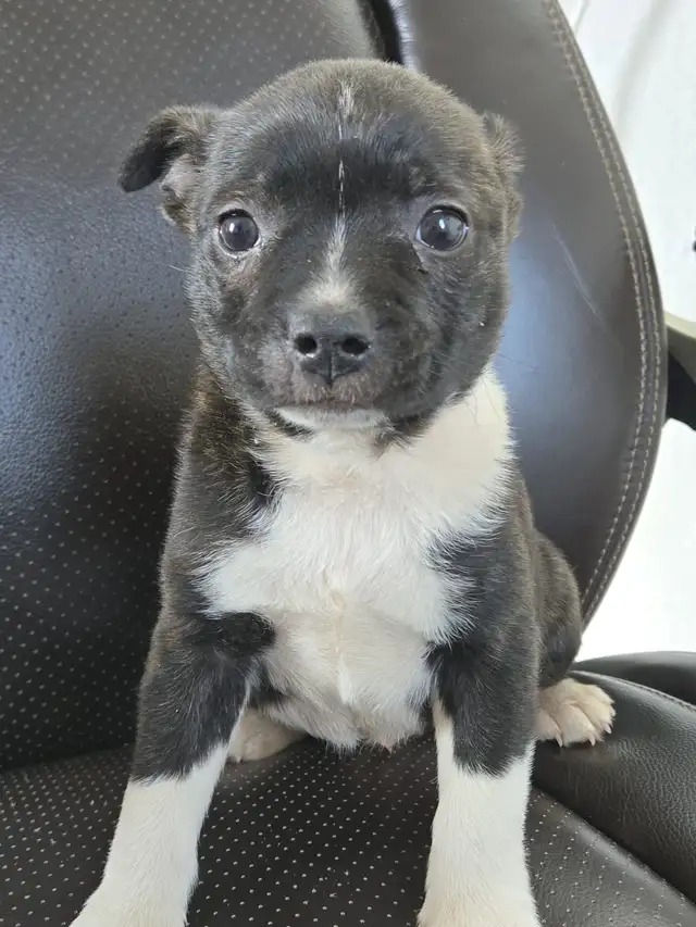 BoJack male puppy - Photo 3