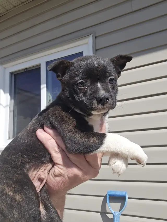 BoJack male puppy - Photo 4