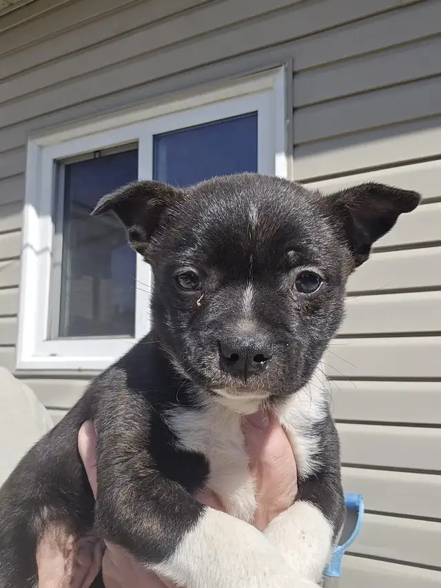 BoJack male puppy - Photo 5