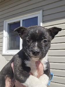 BoJack male puppy - Photo 5