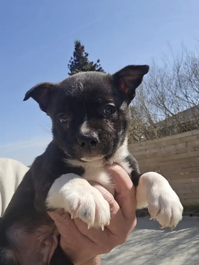 BoJack male puppy - Photo 6