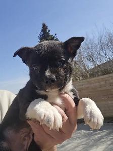 BoJack male puppy - Photo 6