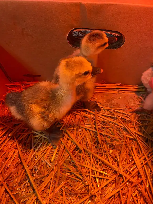 2 Chinese geese gosling for sale - Photo 2