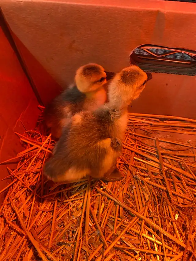 2 Chinese geese gosling for sale - Photo 5