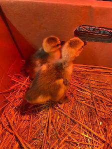 2 Chinese geese gosling for sale - Photo 5