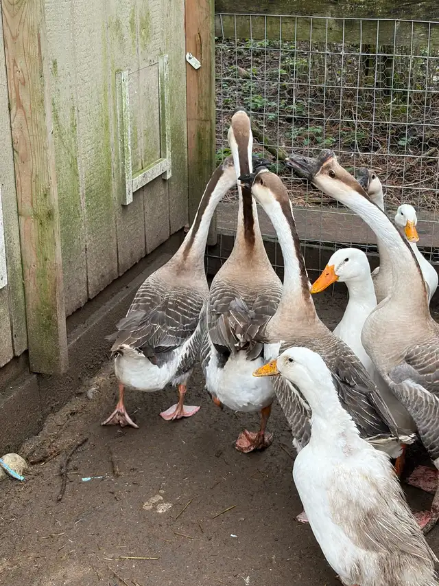 2 Chinese geese gosling for sale - Photo 7