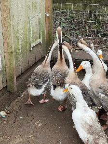 2 Chinese geese gosling for sale - Photo 7