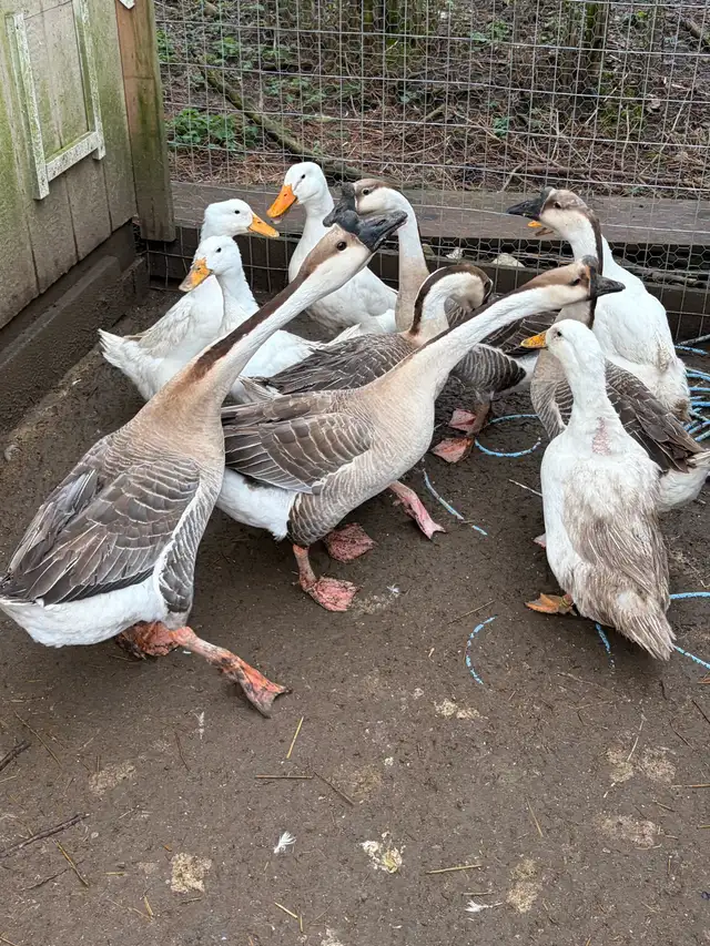 2 Chinese geese gosling for sale - Photo 9