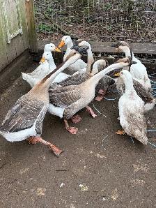 2 Chinese geese gosling for sale - Photo 9