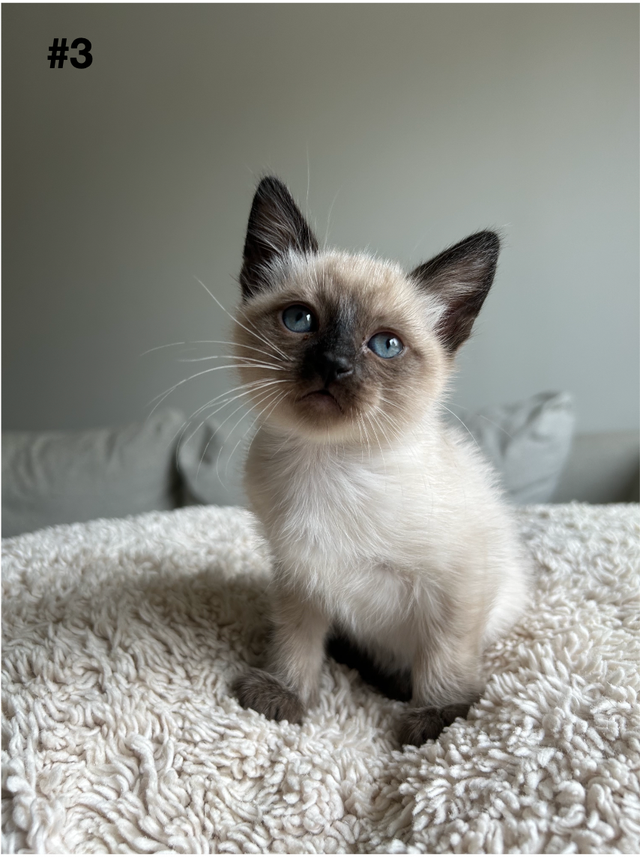 Adorable Balinese & Domestic Shorthair Kittens – Ready Mid-May