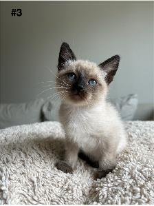 Adorable Balinese & Domestic Shorthair Kittens – Ready Mid-May