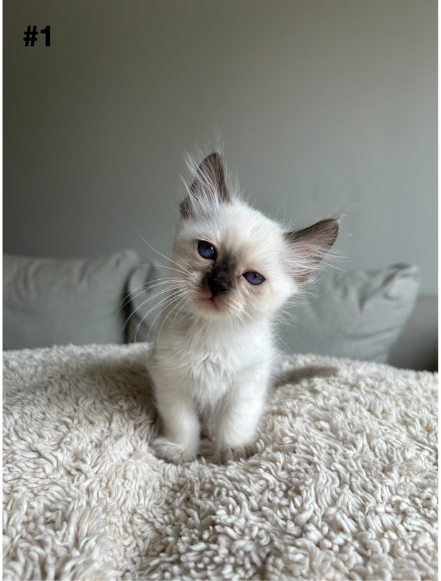 Adorable Balinese & Domestic Shorthair Kittens – Ready Mid-May - Photo 2