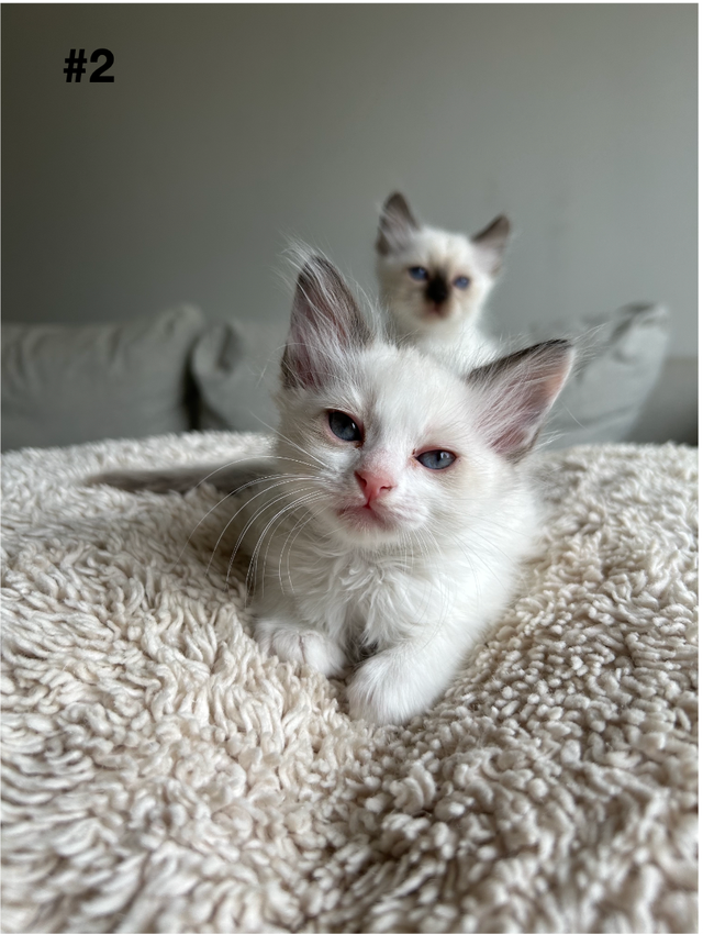 Adorable Balinese & Domestic Shorthair Kittens – Ready Mid-May - Photo 3