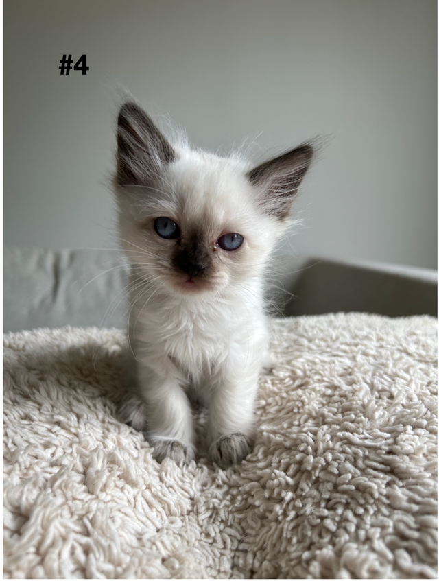 Adorable Balinese & Domestic Shorthair Kittens – Ready Mid-May - Photo 4