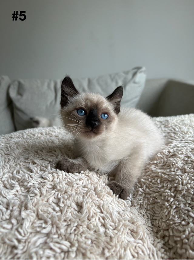 Adorable Balinese & Domestic Shorthair Kittens – Ready Mid-May - Photo 5