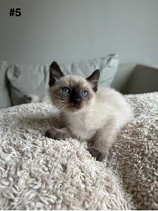 Adorable Balinese & Domestic Shorthair Kittens – Ready Mid-May - Photo 5
