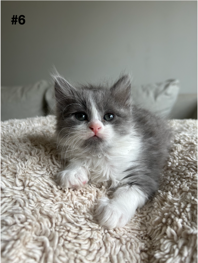 Adorable Balinese & Domestic Shorthair Kittens – Ready Mid-May - Photo 6