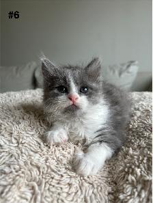 Adorable Balinese & Domestic Shorthair Kittens – Ready Mid-May - Photo 6