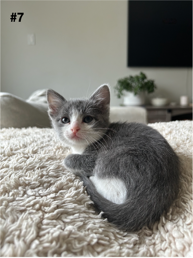 Adorable Balinese & Domestic Shorthair Kittens – Ready Mid-May - Photo 7