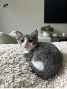 Adorable Balinese & Domestic Shorthair Kittens – Ready Mid-May - Photo 7