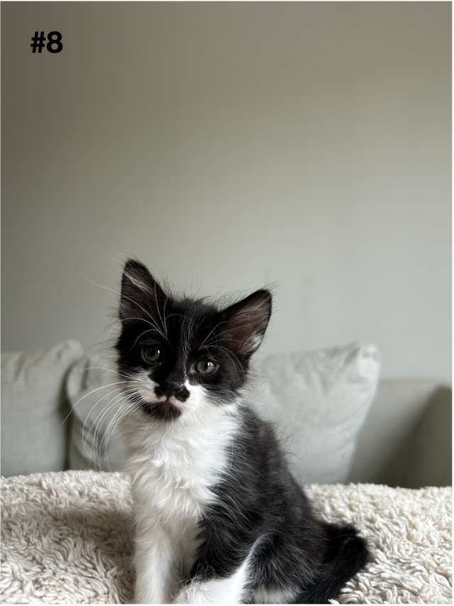 Adorable Balinese & Domestic Shorthair Kittens – Ready Mid-May - Photo 8