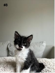 Adorable Balinese & Domestic Shorthair Kittens – Ready Mid-May - Photo 8