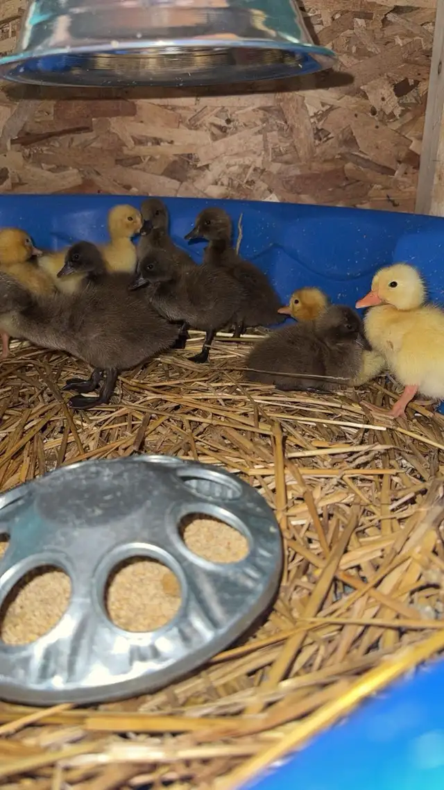 Duck Hatching Eggs Available
